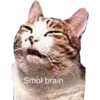 ugly cats 9