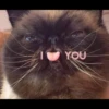 ugly cats 10