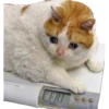ugly cats 11