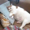 ugly cats 12