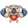 Zac The Pug 14