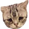 ugly cats 15