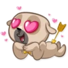 Zac The Pug 15