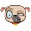 Zac The Pug 16