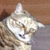 ugly cats 19