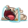 Zac The Pug 22