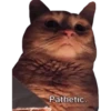 ugly cats 24