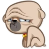 Zac The Pug 28