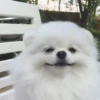 Dog 5