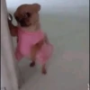 Dog 6