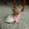 Dog 7