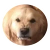 Ultimate Dog Pack 5