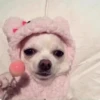 Dog 9