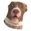 Ultimate Dog Pack 8