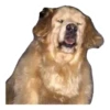 Ultimate Dog Pack 9
