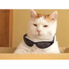 animals gif 6