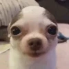 Dog 12
