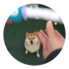 Ultimate Dog Pack 11