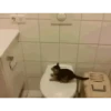 animals gif 7