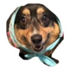Ultimate Dog Pack 12