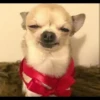Dog 13