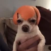 Dog 14