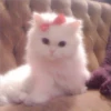pink love 14