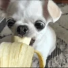Dog 16