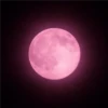 pink love 15