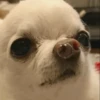 Dog 17