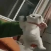 animals gif 9