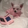 Dog 18