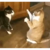 animals gif 10