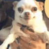 Dog 19