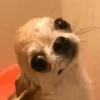 Dog 20