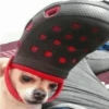 Dog 21