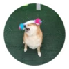Ultimate Dog Pack 22