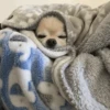 Dog 22