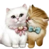 Gatitos 1 Clásica 24