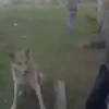 animals gif 11