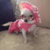 Dog 24
