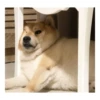 Ultimate Dog Pack 25