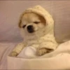 Dog 25