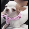 Dog 26