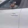 animals gif 12
