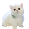 Gatitos 1 Clásica 27