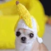Dog 27