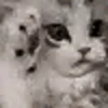animals gif 13