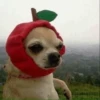 Dog 28
