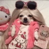 Dog 29